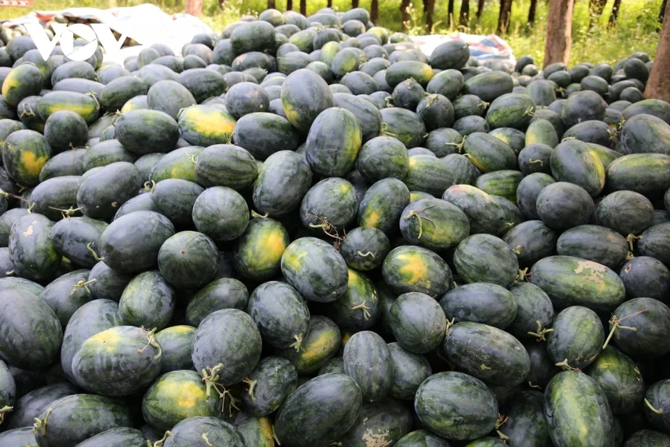 Giá dưa hấu giảm còn 3.000 đồng/kg, nông dân lo lắng giữa vụ mùa Giá dưa hấu giảm còn 3.000 đồng/kg, nông dân lo lắng giữa vụ mùa