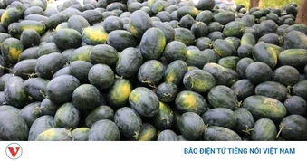 Giá dưa hấu giảm còn 3.000 đồng/kg, nông dân lo lắng giữa vụ mùa