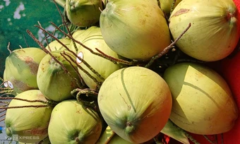 Giá dừa tăng vọt