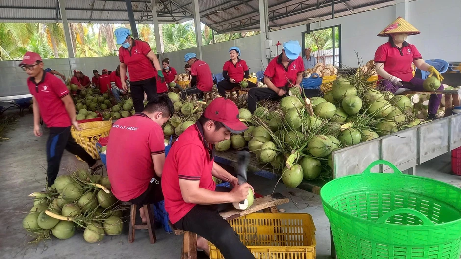Giá dừa tươi tăng vọt nhờ nắng nóng và du lịch Giá dừa tươi tăng vọt nhờ nắng nóng và du lịch