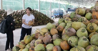 Giá dừa tươi tăng vọt nhờ nắng nóng và du lịch