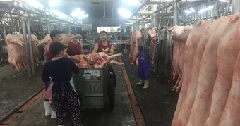Giá heo hơi hôm nay, 23-2: Lượng heo về chợ giảm mạnh