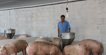 Giá heo hơi trong nước liên tục giảm