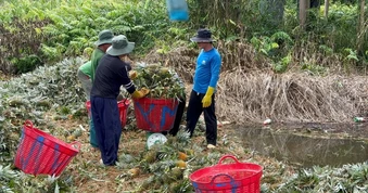 Giá khóm Đồng Tháp tăng gấp đôi, nông dân có lãi trở lại