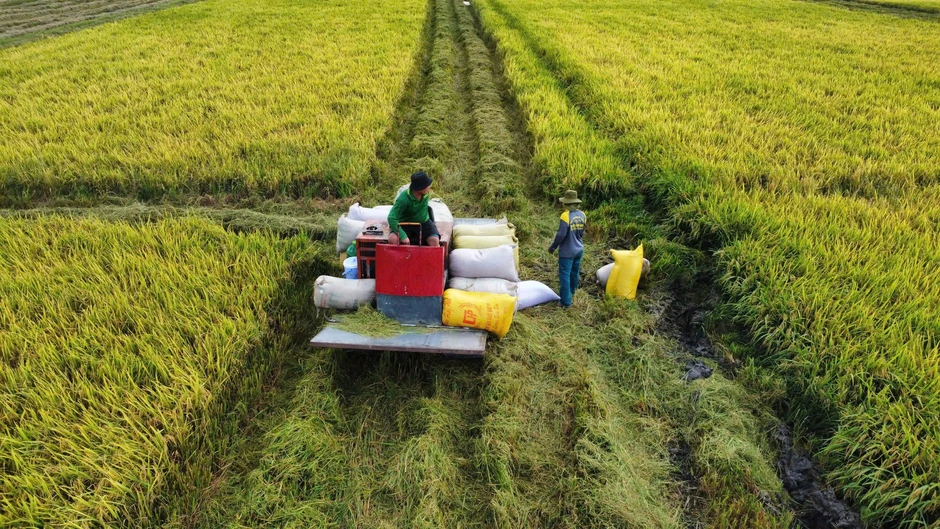 Giá lúa giảm, Hiệp hội lương thực kêu gọi thu mua Giá lúa giảm, Hiệp hội lương thực kêu gọi thu mua