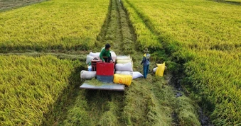 Giá lúa giảm, Hiệp hội lương thực kêu gọi thu mua