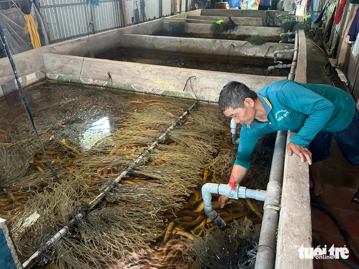 Giá lươn lao dốc, nông dân Miền Tây 'đau đầu' vì bán thì lỗ nặng giữ lại càng lỗ hơn Giá lươn lao dốc, nông dân Miền Tây 'đau đầu' vì bán thì lỗ nặng giữ lại càng lỗ hơn