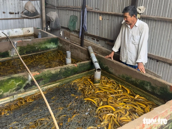 Giá lươn lao dốc, nông dân Miền Tây 'đau đầu' vì bán thì lỗ nặng giữ lại càng lỗ hơn Giá lươn lao dốc, nông dân Miền Tây 'đau đầu' vì bán thì lỗ nặng giữ lại càng lỗ hơn