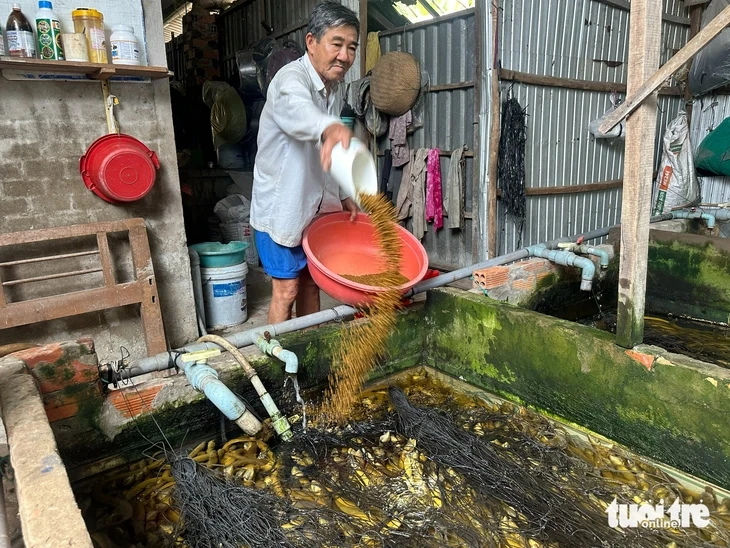 Giá lươn lao dốc, nông dân Miền Tây 'đau đầu' vì bán thì lỗ nặng giữ lại càng lỗ hơn Giá lươn lao dốc, nông dân Miền Tây 'đau đầu' vì bán thì lỗ nặng giữ lại càng lỗ hơn