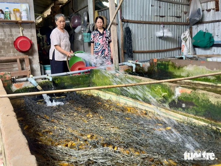 Giá lươn lao dốc, nông dân Miền Tây 'đau đầu' vì bán thì lỗ nặng giữ lại càng lỗ hơn Giá lươn lao dốc, nông dân Miền Tây 'đau đầu' vì bán thì lỗ nặng giữ lại càng lỗ hơn