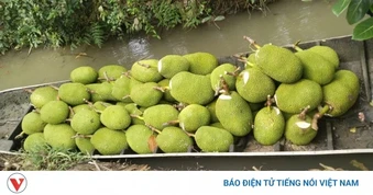 Giá mít giảm thê thảm, người mua thưa thớt