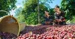 Giá nông sản hôm nay 11/9: Cà phê biến động, người nuôi lươn chật vật