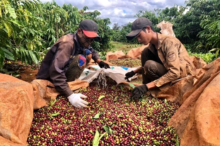 Giá nông sản hôm nay 18/9: Cà phê tiếp đà giảm, cá linh rớt hơn nửa giá Giá nông sản hôm nay 18/9: Cà phê tiếp đà giảm, cá linh rớt hơn nửa giá