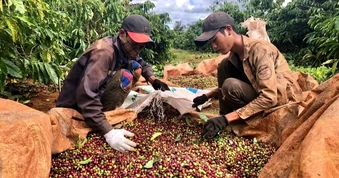Giá nông sản hôm nay 18/9: Cà phê tiếp đà giảm, cá linh rớt hơn nửa giá