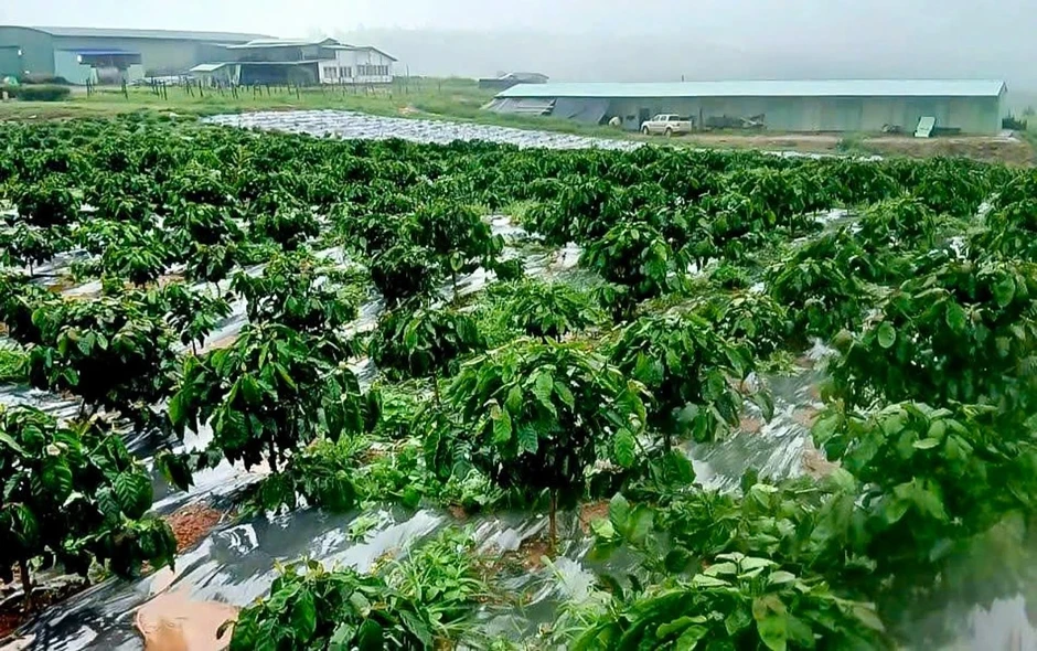 Giá nông sản hôm nay 19/9: Sầu riêng giảm, vườn cà phê của Bầu Đức mở rộng Giá nông sản hôm nay 19/9: Sầu riêng giảm, vườn cà phê của Bầu Đức mở rộng