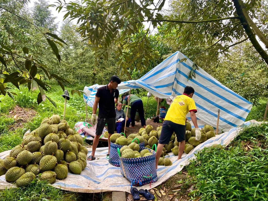 Giá nông sản hôm nay 19/9: Sầu riêng giảm, vườn cà phê của Bầu Đức mở rộng Giá nông sản hôm nay 19/9: Sầu riêng giảm, vườn cà phê của Bầu Đức mở rộng