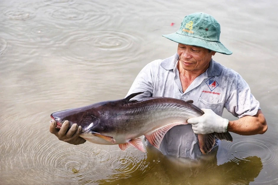 Giá nông sản hôm nay 20/9: Một loại cá được khách Nhật mê, vào chuỗi sushi Giá nông sản hôm nay 20/9: Một loại cá được khách Nhật mê, vào chuỗi sushi