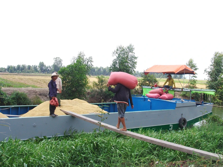 Giá nông sản hôm nay 26/8: Cà phê quay đầu giảm, lúa gạo giao dịch chậm Giá nông sản hôm nay 26/8: Cà phê quay đầu giảm, lúa gạo giao dịch chậm