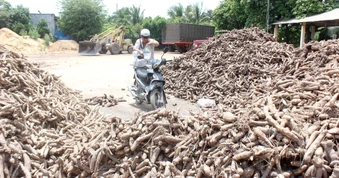 Giá nông sản hôm nay 28/8: Giá cà phê lao dốc, xuất khẩu sắn đi ngang
