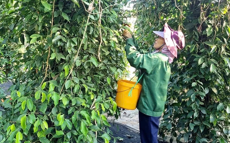 Giá nông sản ngày 15/8: Cà phê giảm mạnh, xuất khẩu hồ tiêu vượt 1 tỷ USD Giá nông sản ngày 15/8: Cà phê giảm mạnh, xuất khẩu hồ tiêu vượt 1 tỷ USD
