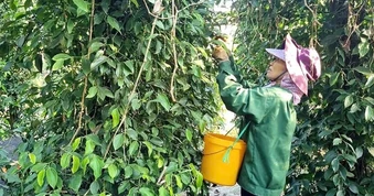 Giá nông sản ngày 15/8: Cà phê giảm mạnh, xuất khẩu hồ tiêu vượt 1 tỷ USD