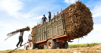 Giá nông sản ngày 16/8: Giá đường Việt Nam thấp nhất khu vực
