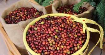 Giá nông sản ngày 22/8: Cà phê thế giới giảm, gạo Việt thêm thị trường mới