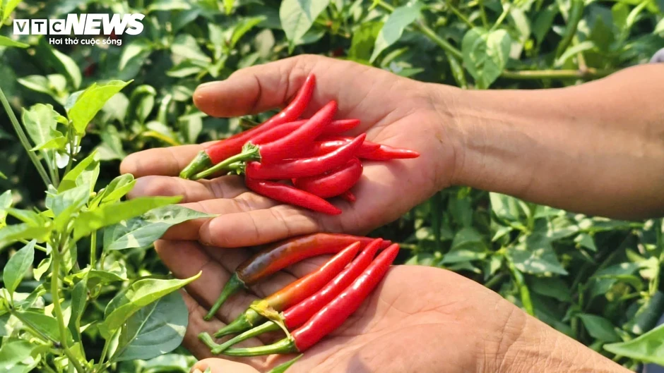 Giá ớt rớt thê thảm, nông dân điêu đứng Giá ớt rớt thê thảm, nông dân điêu đứng