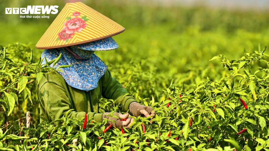 Giá ớt rớt thê thảm, nông dân điêu đứng Giá ớt rớt thê thảm, nông dân điêu đứng