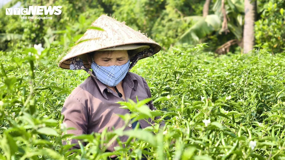 Giá ớt rớt thê thảm, nông dân điêu đứng Giá ớt rớt thê thảm, nông dân điêu đứng