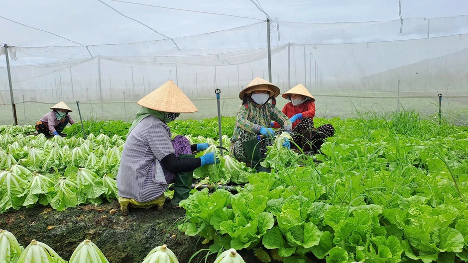 Giá rau xanh ở TPHCM tăng cao: 'Chúng tôi gần như không có rau để bán' Giá rau xanh ở TPHCM tăng cao: 'Chúng tôi gần như không có rau để bán'