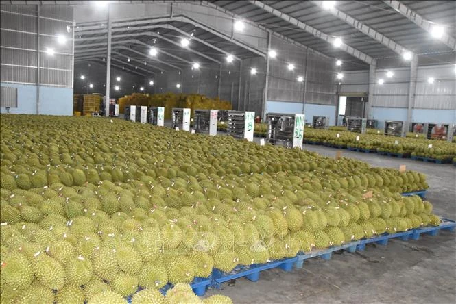 Giá sầu riêng bất ngờ giảm mạnh Giá sầu riêng bất ngờ giảm mạnh