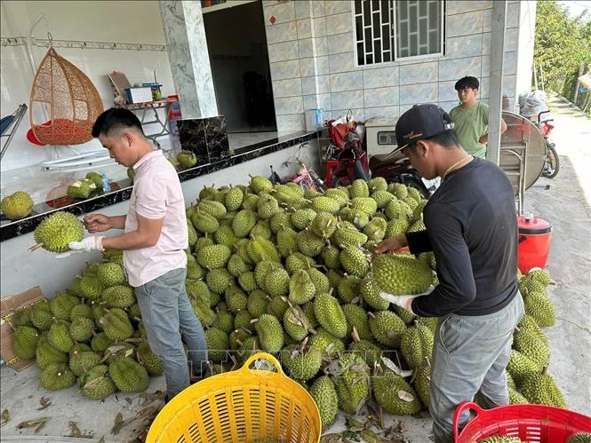 Giá sầu riêng bất ngờ giảm mạnh Giá sầu riêng bất ngờ giảm mạnh