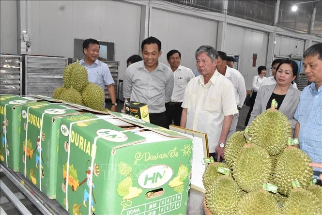 Giá sầu riêng bất ngờ giảm mạnh Giá sầu riêng bất ngờ giảm mạnh