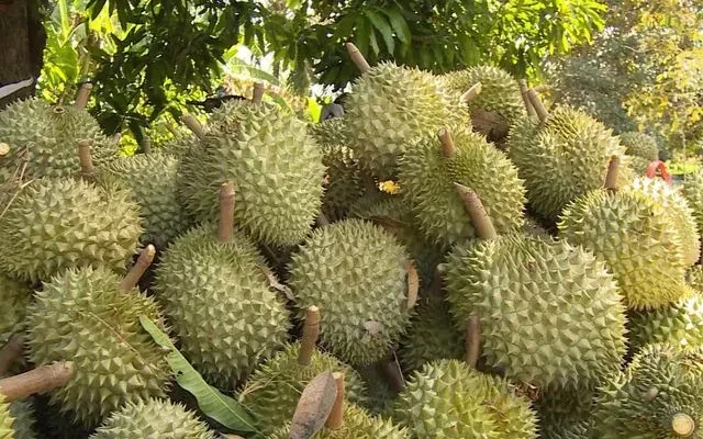 Giá sầu riêng giảm sâu: Áp lực từ thị trường và tiêu chuẩn mới Giá sầu riêng giảm sâu: Áp lực từ thị trường và tiêu chuẩn mới