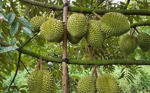 Giá sầu riêng giảm sâu: Áp lực từ thị trường và tiêu chuẩn mới Giá sầu riêng giảm sâu: Áp lực từ thị trường và tiêu chuẩn mới