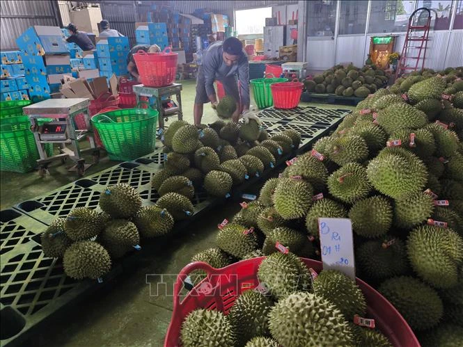 Giá sầu riêng giảm sâu, nông dân đối mặt thua lỗ Giá sầu riêng giảm sâu, nông dân đối mặt thua lỗ