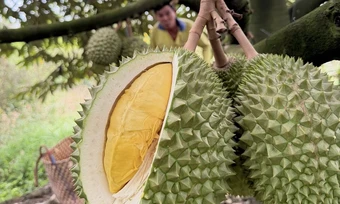Giá sầu riêng lao dốc