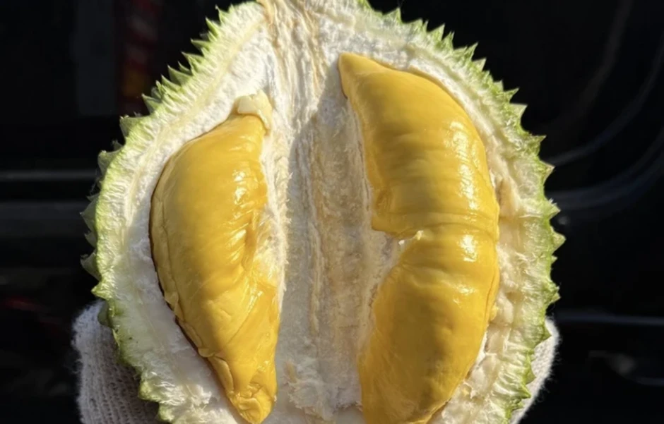 Giá sầu riêng Musang King giảm mạnh trong năm 2026 , cơ hội cho nông dân Giá sầu riêng Musang King giảm mạnh trong năm 2026 , cơ hội cho nông dân