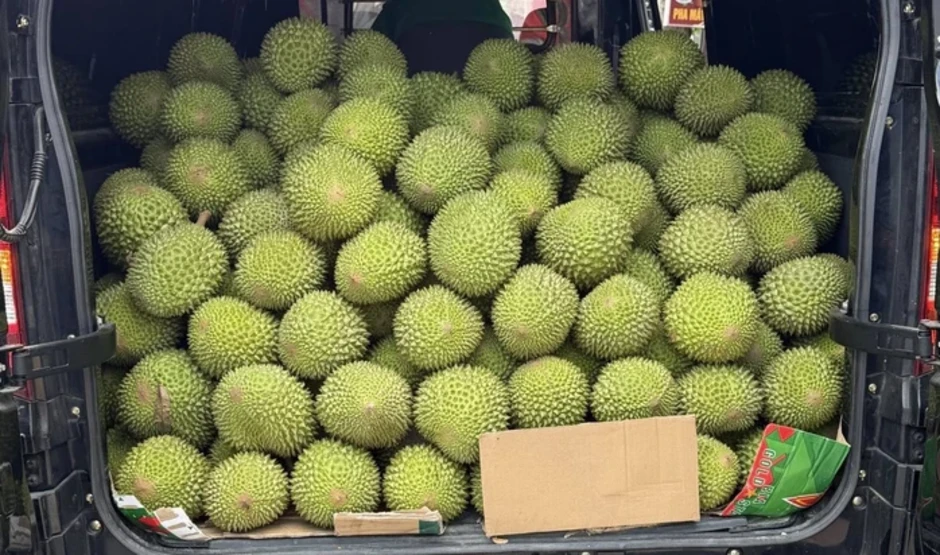 Giá sầu riêng Musang King giảm mạnh trong năm 2026 , cơ hội cho nông dân Giá sầu riêng Musang King giảm mạnh trong năm 2026 , cơ hội cho nông dân