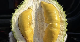 Giá sầu riêng Musang King giảm mạnh trong năm 2026 , cơ hội cho nông dân