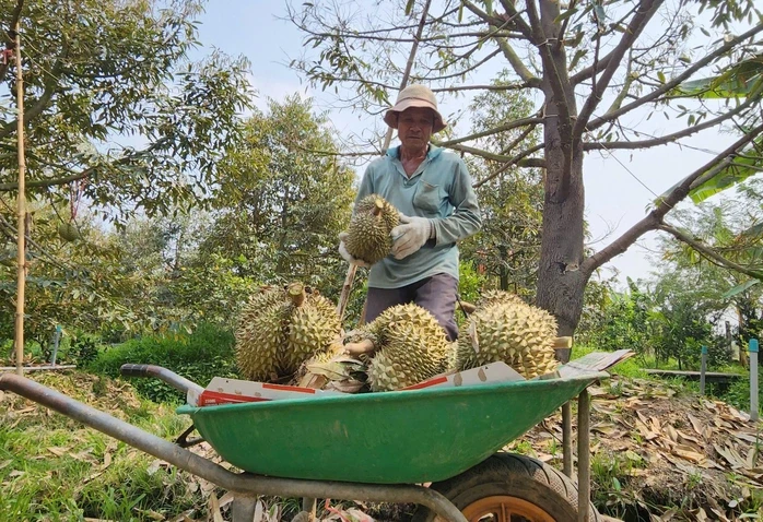 Giá sầu riêng ở ĐBSCL "chạm đáy" Giá sầu riêng ở ĐBSCL "chạm đáy"