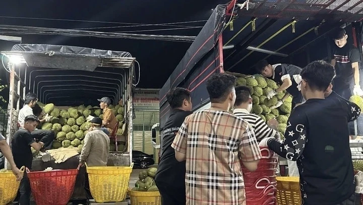 Giá sầu riêng Ri6 rơi tự do, nông dân đứng ngồi không yên Giá sầu riêng Ri6 rơi tự do, nông dân đứng ngồi không yên