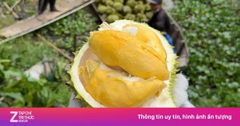 Giá sầu riêng rớt mạnh
