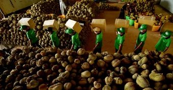 Giá sầu riêng tăng mạnh lên hơn 90.000 đồng/kg, vì sao nông dân vẫn chưa vui?