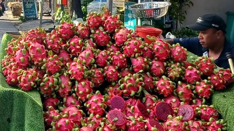 Giá thanh long tăng gấp đôi sau giai đoạn 'chạm đáy'