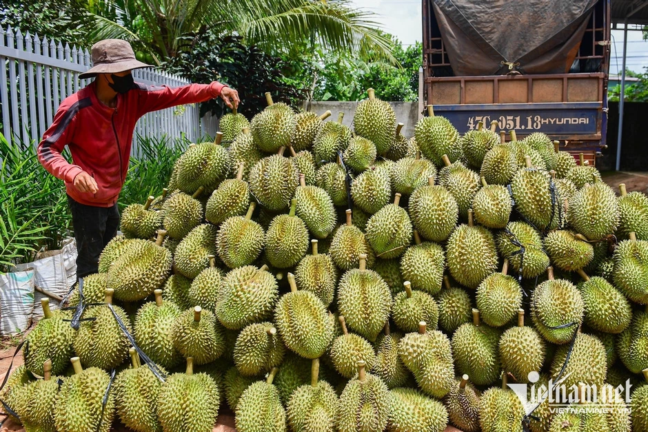 Giá trứng gà thoát đáy; sầu riêng ngày càng rẻ Giá trứng gà thoát đáy; sầu riêng ngày càng rẻ