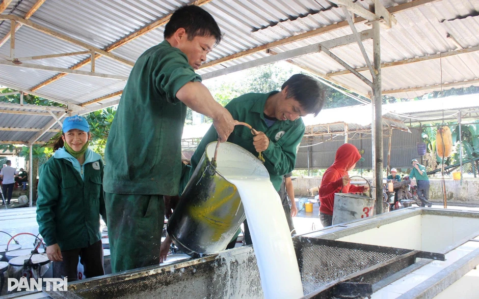 Giá “vàng trắng” tăng mạnh, nông dân phấn khởi