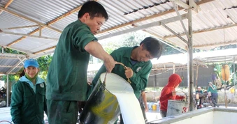 Giá “vàng trắng” tăng mạnh, nông dân phấn khởi