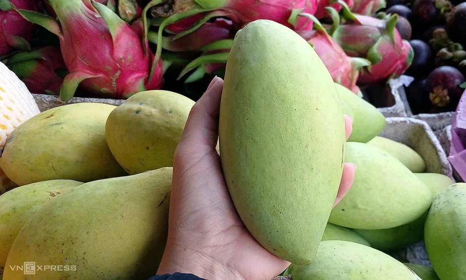 Giá xoài cát Hòa Lộc tăng gấp đôi sau ba tháng Giá xoài cát Hòa Lộc tăng gấp đôi sau ba tháng